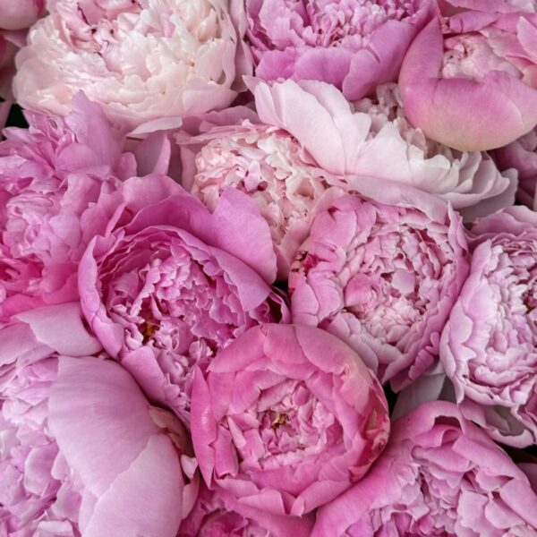 Peony Love (Faux Flower)